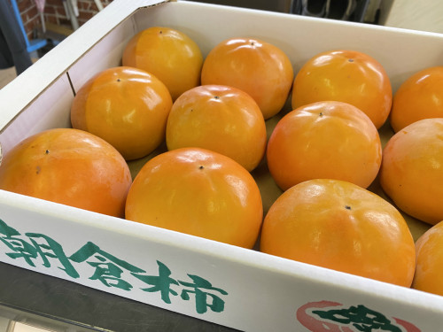 朝倉の柿